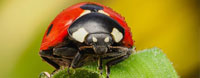 OM-MACRO